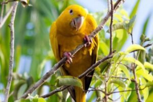 Leia mais sobre o artigo Parque do Utinga será a sede da segunda edição da Grande Bioblitz do Hemisfério Sul