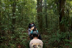 Leia mais sobre o artigo Parque do Utinga fecha trilhas ecológicas em ação preventiva contra queda de árvores