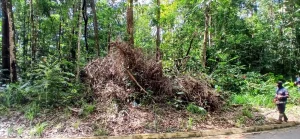 Leia mais sobre o artigo Parque Estadual do Utinga recebe mutirão de podas de árvores para garantir segurança aos visitantes