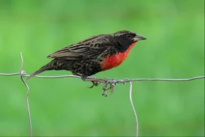 Leia mais sobre o artigo ’Vem Passarinhar Belém’ convida à conexão com a natureza no Parque Estadual do Utinga